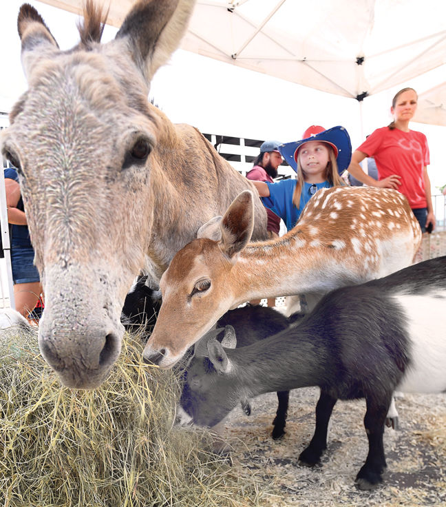 Four-legged friends